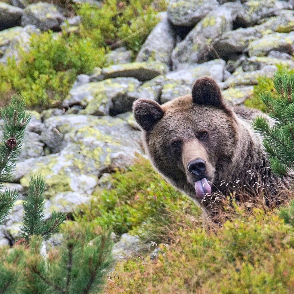 Do Tatier medvede patria, turistom sa zvyknú ale vyhnúť