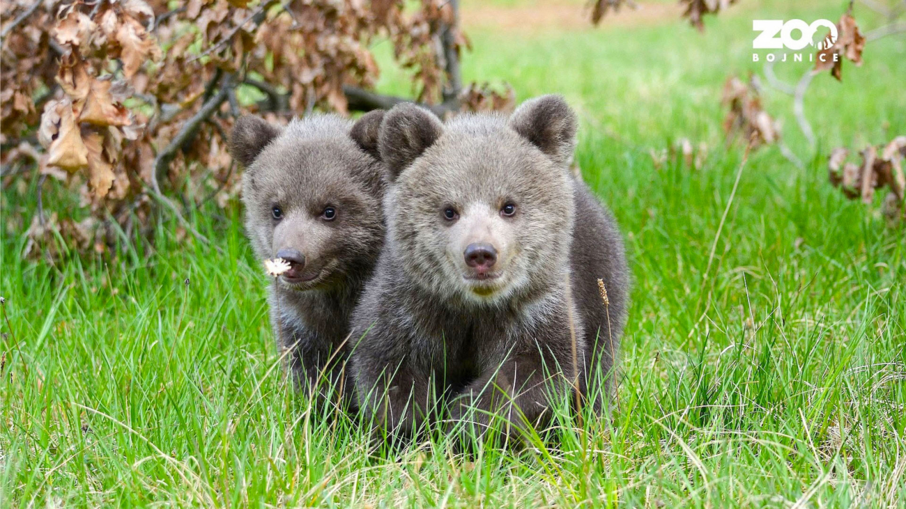 Medvedice Lada a Vesna v Bojnickej ZOO. Foto: Facebook ZOO Bojnice.