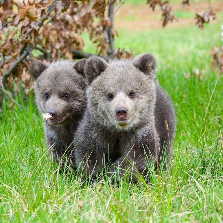 Medvedice Lada a Vesna v Bojnickej ZOO. Foto: Facebook ZOO Bojnice.