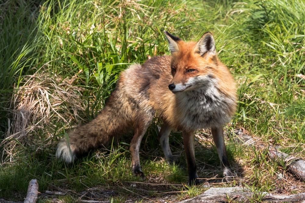 Odborníci odhadujú, že pásomnicu môže prenášať takmer každá druhá tatranská líška. Foto: Dobroslav Grygar.