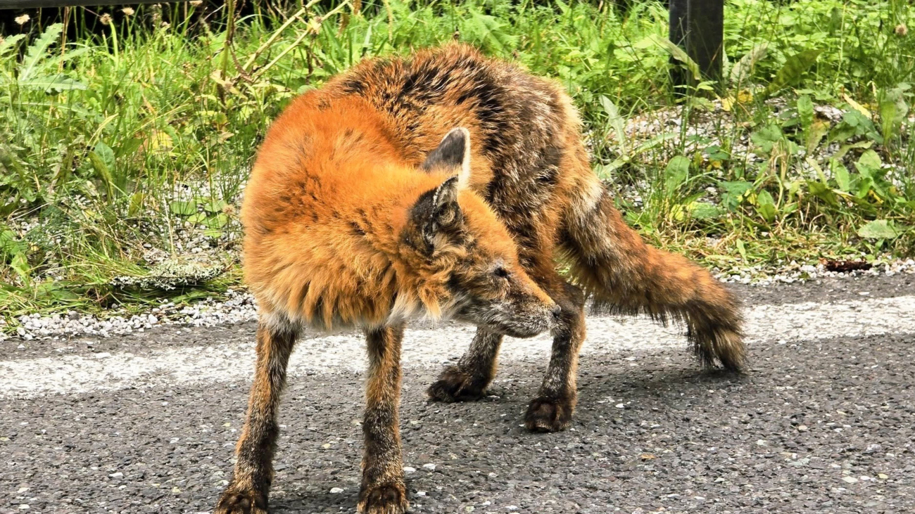Líška sa síce dá turistom pohladkať, ale pozor na ňu! Kontakt s ňou vás môže nakaziť pásomnicou líščou. Foto: Julo Kukol.