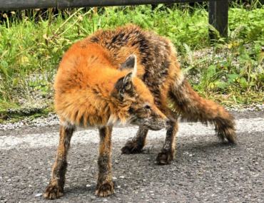 Líška sa síce dá turistom pohladkať, ale pozor na ňu! Kontakt s ňou vás môže nakaziť pásomnicou líščou. Foto: Julo Kukol.