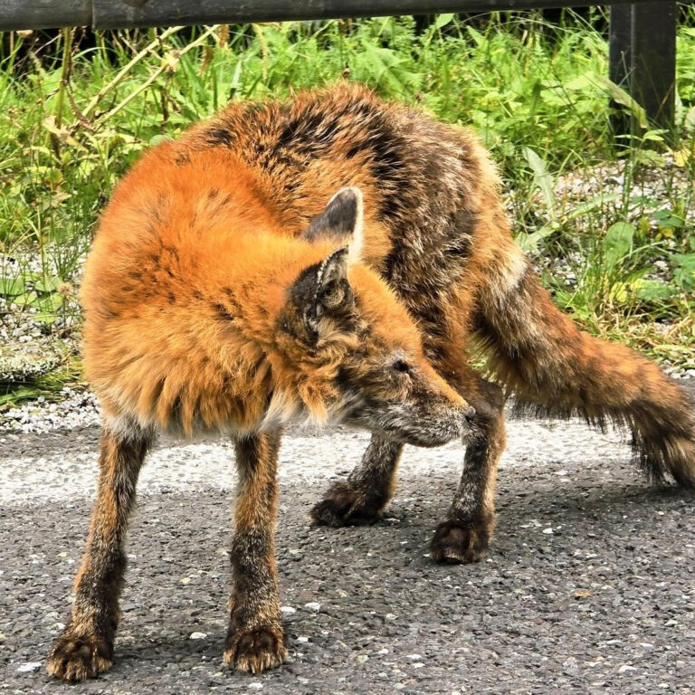 Líška sa síce dá turistom pohladkať, ale pozor na ňu! Kontakt s ňou vás môže nakaziť pásomnicou líščou. Foto: Julo Kukol.