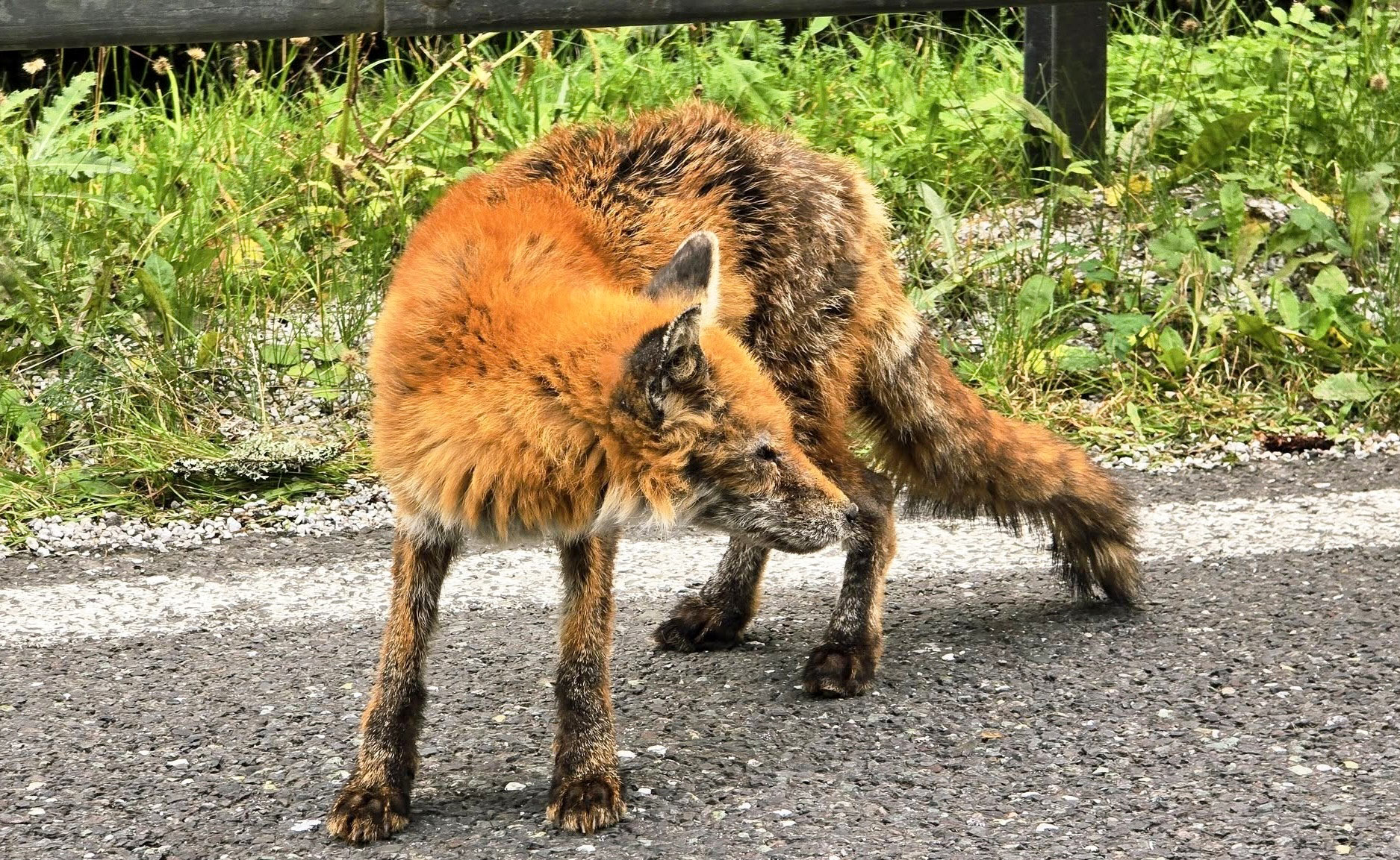 Líška sa síce dá turistom pohladkať, ale pozor na ňu! Kontakt s ňou vás môže nakaziť pásomnicou líščou. Foto: Julo Kukol.