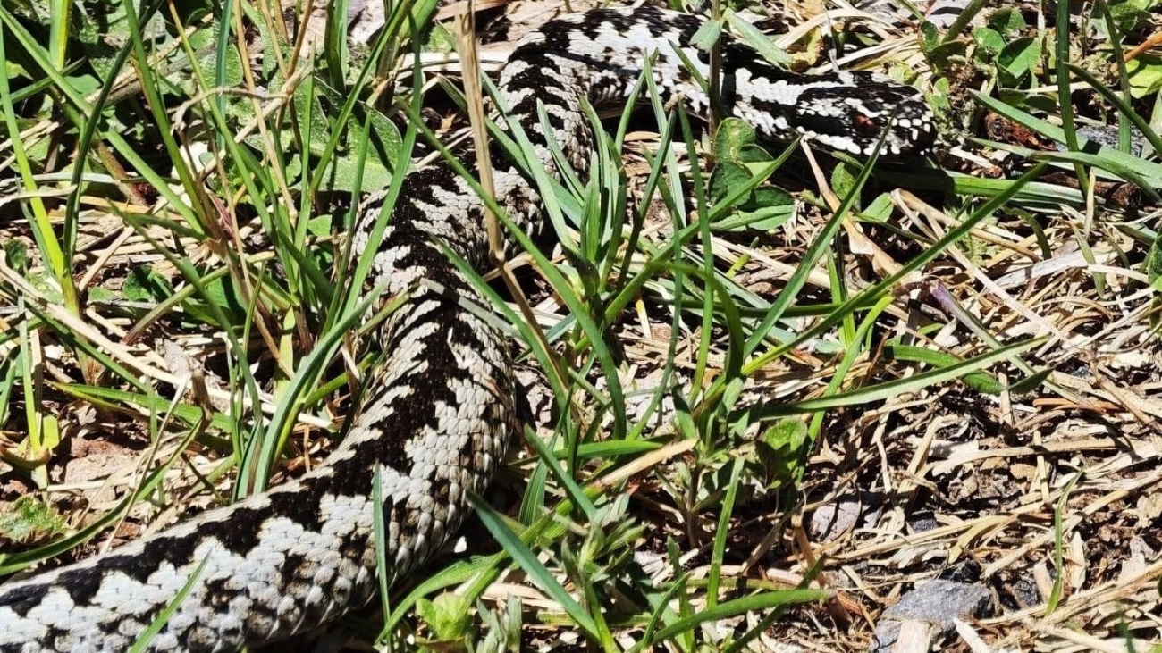 Vretenica severná – náš najjedovatejší plaz. Foto: Julo Kukol.