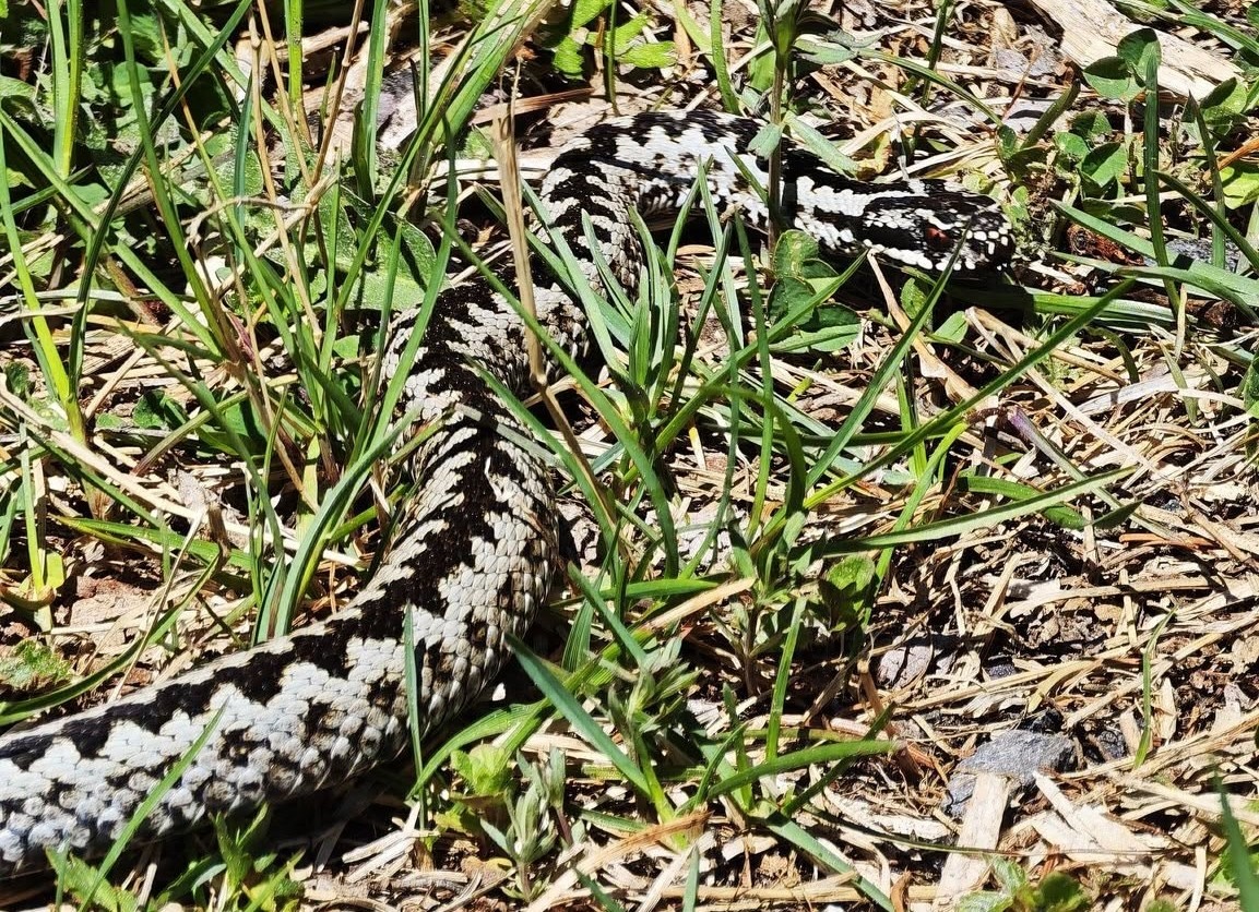 Vretenica severná – náš najjedovatejší plaz. Foto: Julo Kukol.