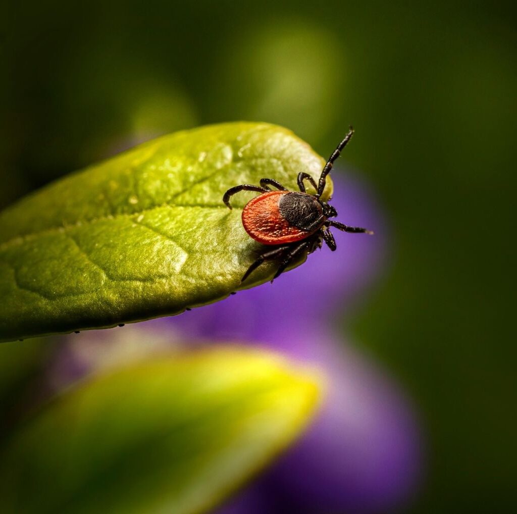 Kliešte sú prenášačmi nepríjemných chorôb. Pozor na nich! Foto: zdroj Pixabay.