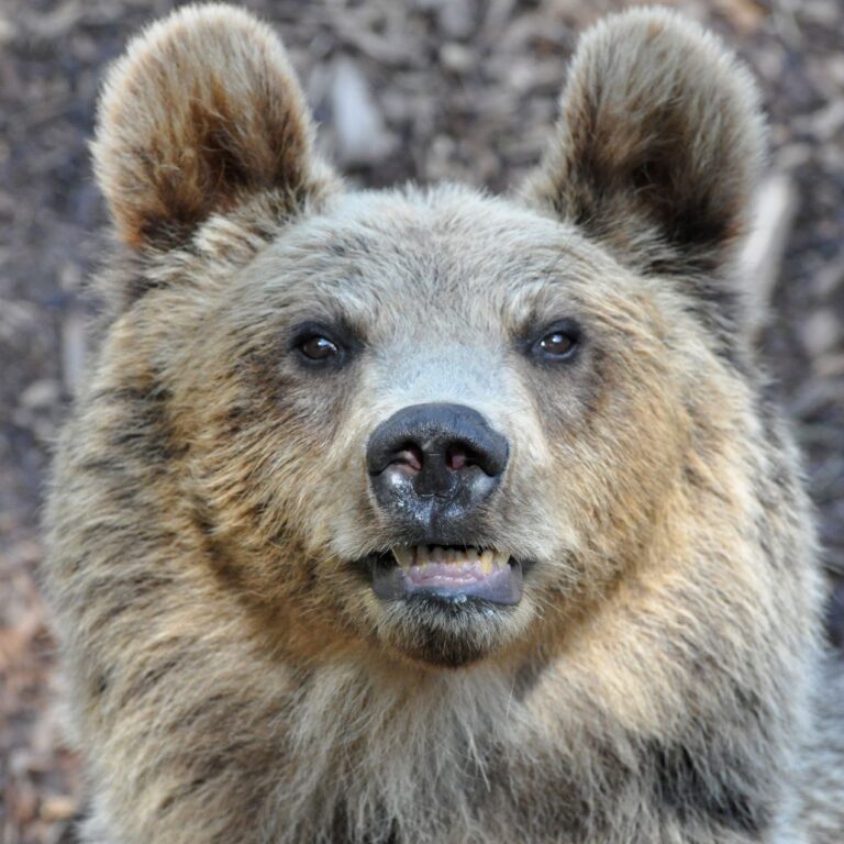 Medveď hnedý