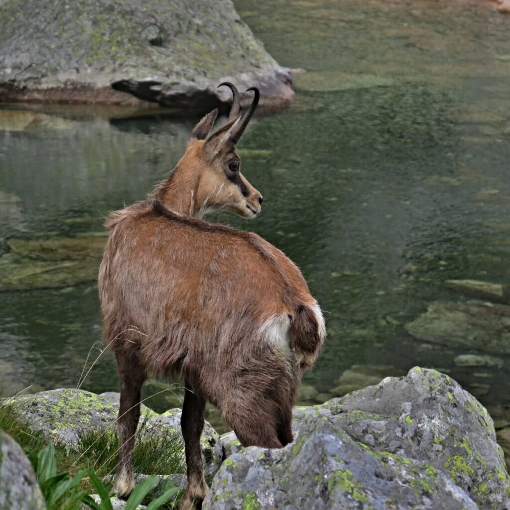 Symbol Tatier. Nemôže chýbať na žiadnej fotografii z tatranskej túry