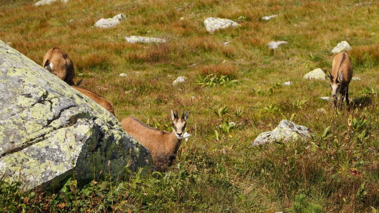 Výsledkom minuloročného sčítania kamzíkov bol pokles jedincov