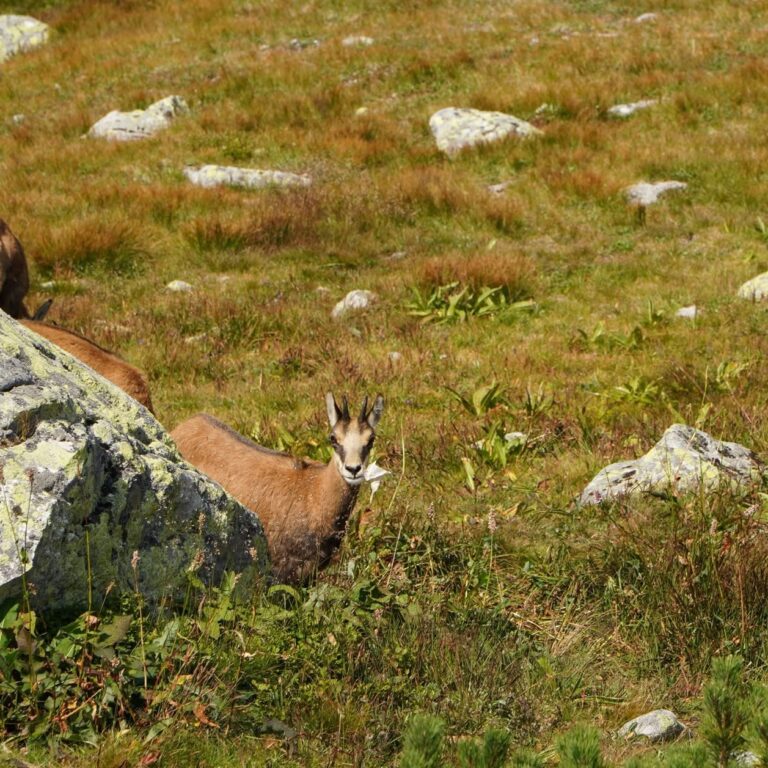 Výsledkom minuloročného sčítania kamzíkov bol pokles jedincov